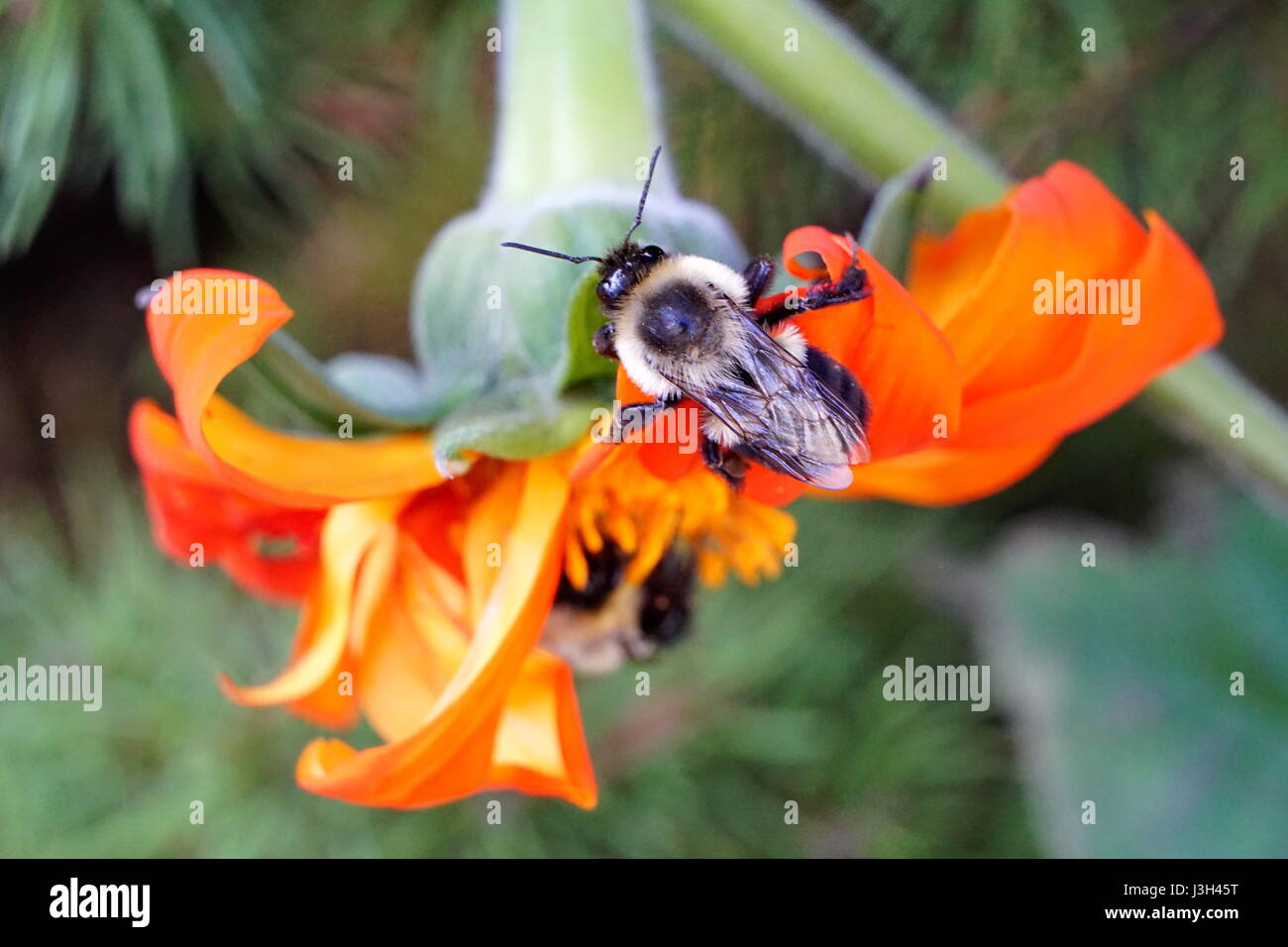 Bee pollinating an orange color Mexican Sunflower Stock Photo - Alamy