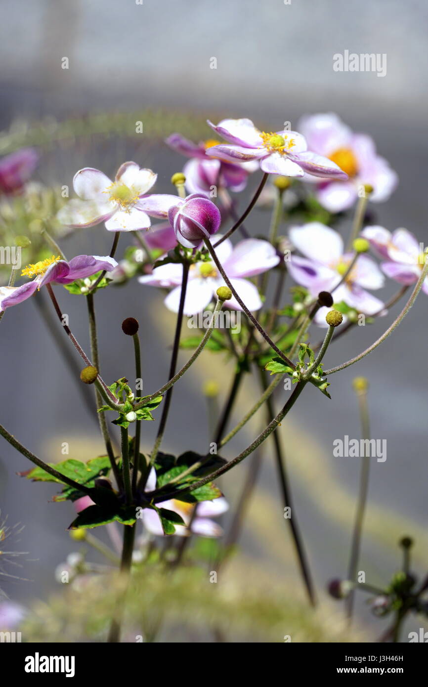 Anemone hupehensis,  Japanese Anemone, Chinese Anemone, Windflower, thimbleweed Stock Photo