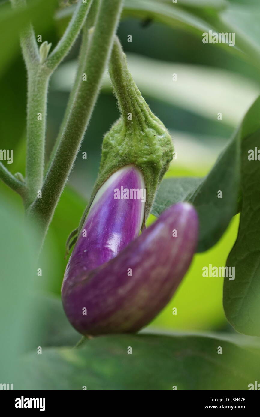 Growing vegetables, Chinese/Asian Eggplant, (Solanum melongena Stock