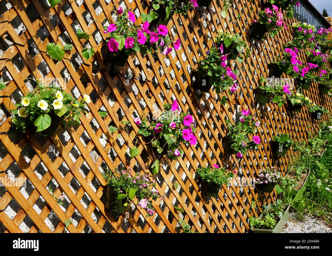 Petunia plants hanging on a wooden lattice panel Stock Photo - Alamy