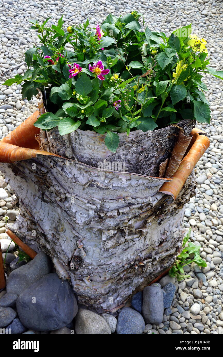 Flowers growing in a tree trunk planter (flower pot Stock Photo Alamy