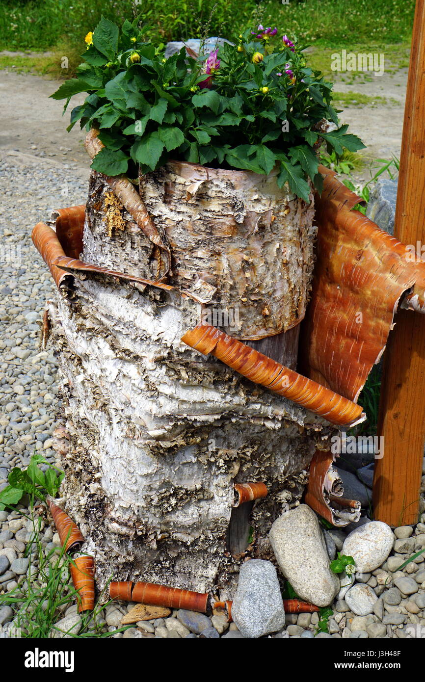 Flowers growing in a tree trunk planter (flower pot Stock Photo Alamy