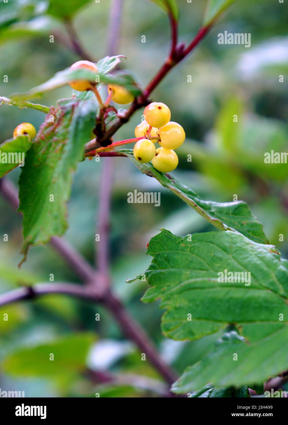 Highbush Cranberry plant and berries (Viburnum trilobum) Stock Photo