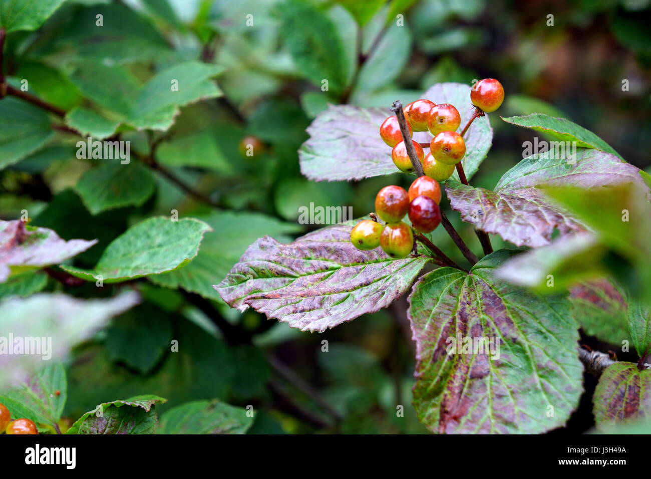 Highbush Cranberry plant and berries (Viburnum trilobum) Stock Photo
