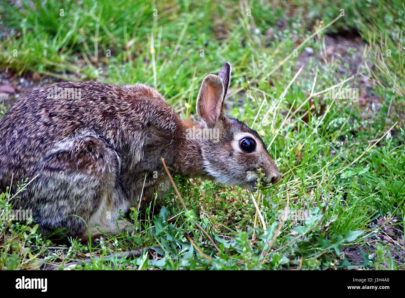 Growth stages of wild rabbit, adult rabbit eating grass in the yard Stock Photo Alamy