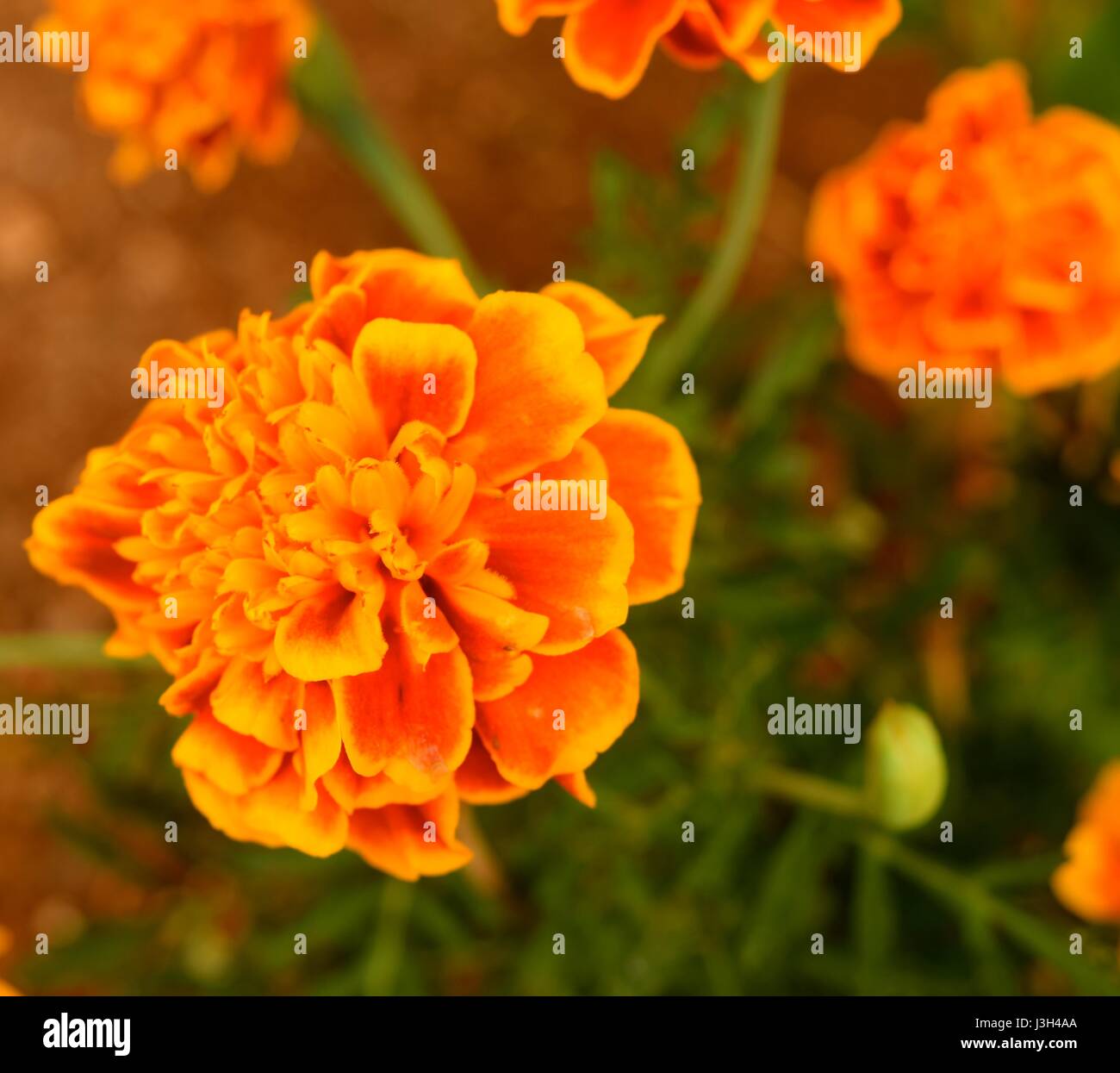 Marigolds (calendula) are annuals and herbaceous plants, the Common name marigold refers to the