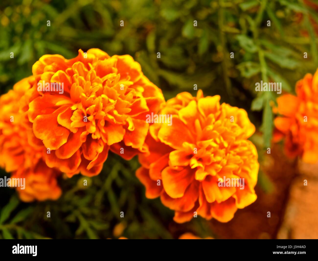 Marigolds (calendula) are annuals and herbaceous plants, the Common name marigold refers to the