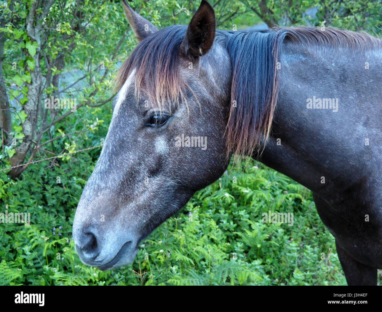 View of a brown horse in a green field Stock Photo - Alamy
