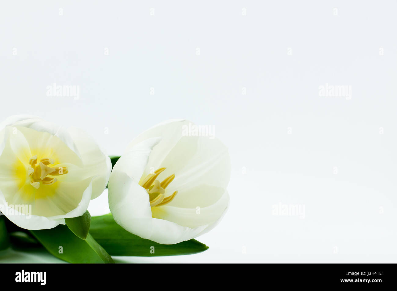 Close up shot of white tulip on white background with copy space Stock ...