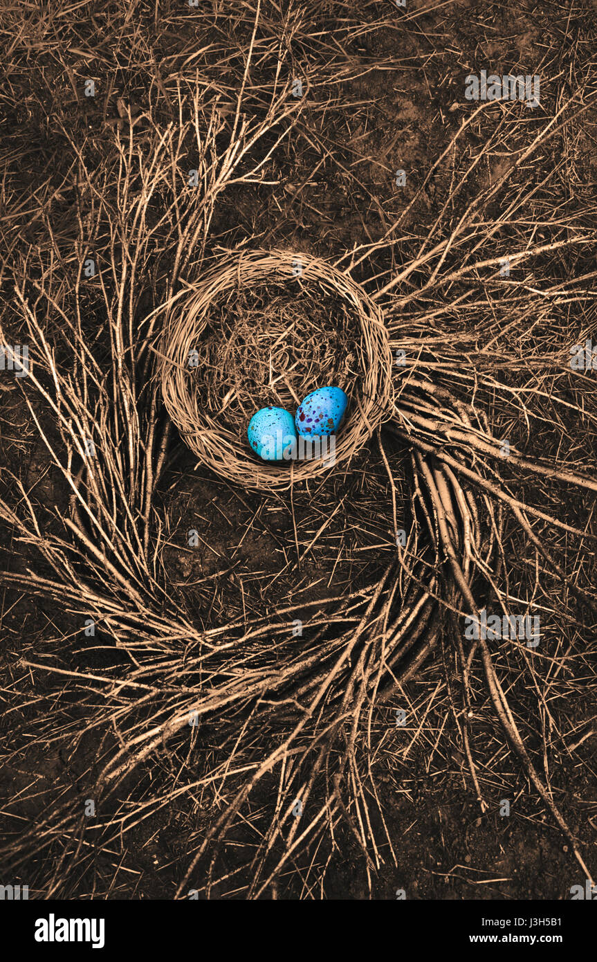 Robin's Bird Nest on ground with spiral pattern of twigs and blue bird eggs Stock Photo