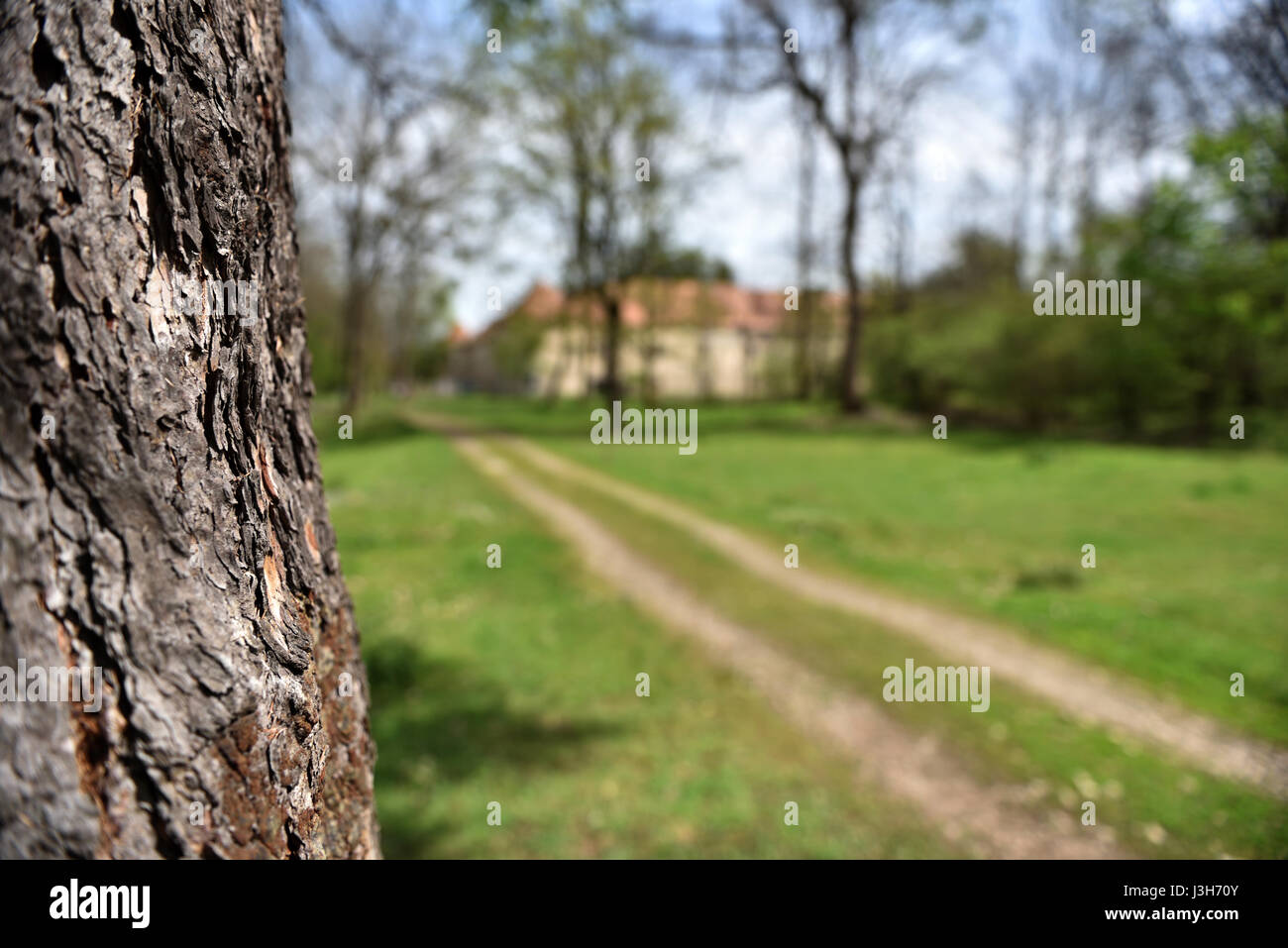 Green vibrant park. Abandoned arboretum in Transylvania Stock Photo