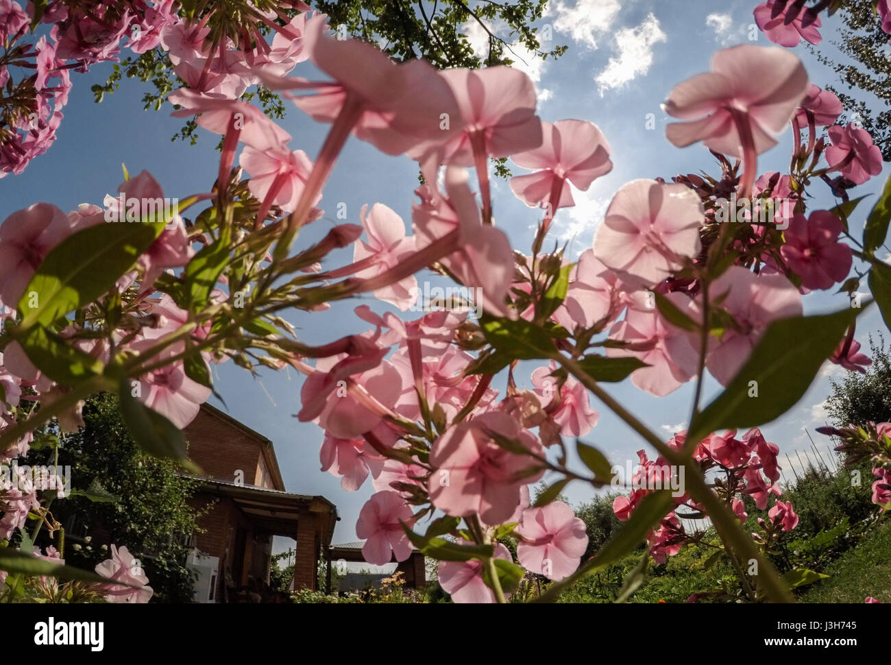 Beautiful pink flowers and Blue sky Stock Photo