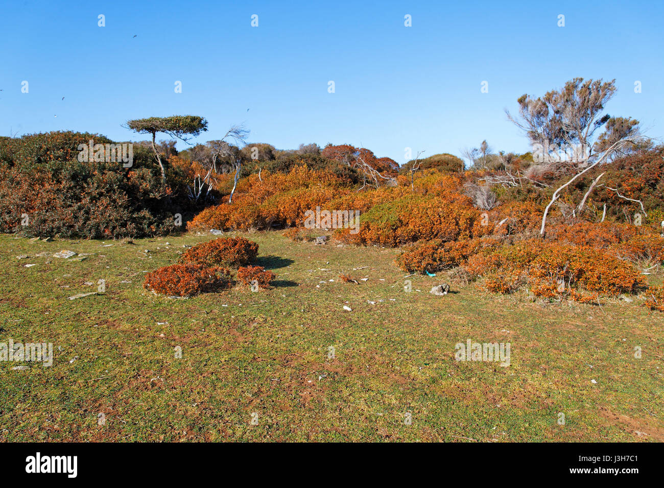 Maquis shrubland in early spring, Brijuni National Park Stock Photo
