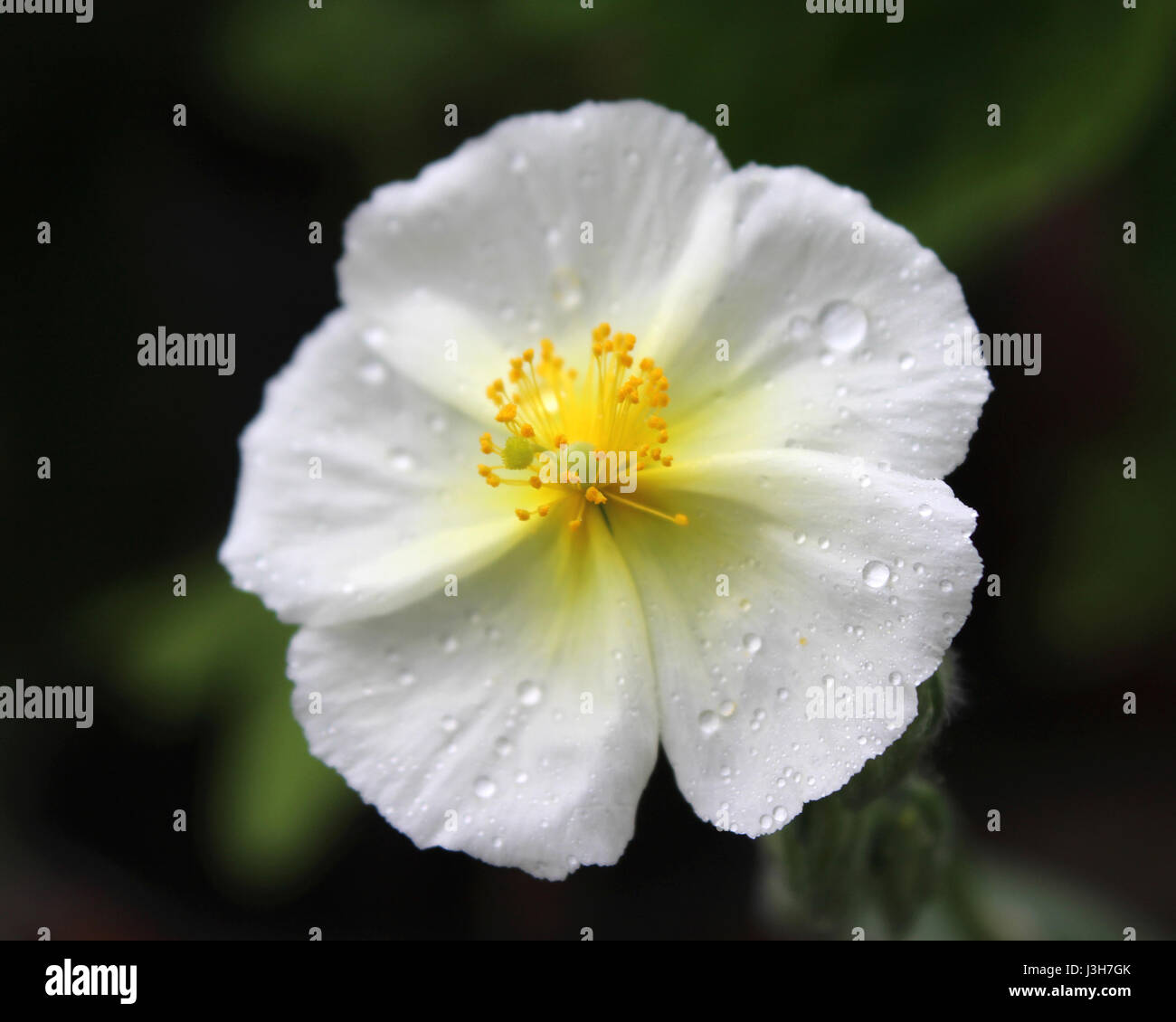 The lovely white flower of Helianthemum apenninum also known as rock rose or sun rose, covered in morning dew. Stock Photo