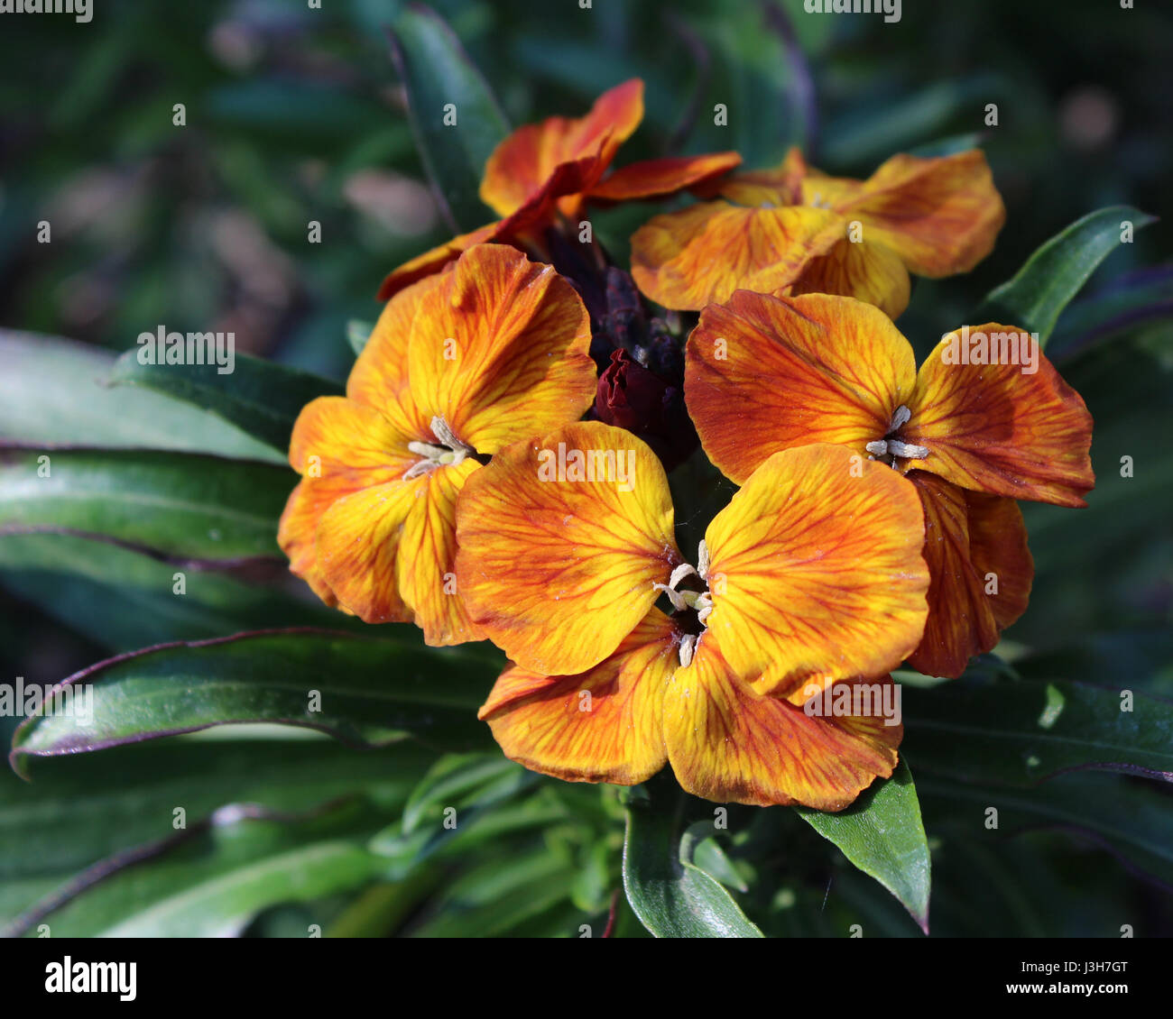 The brightly colored spring flowers of Erysimum cheiri (Cheiranthus) also known as the Wallflower. Stock Photo