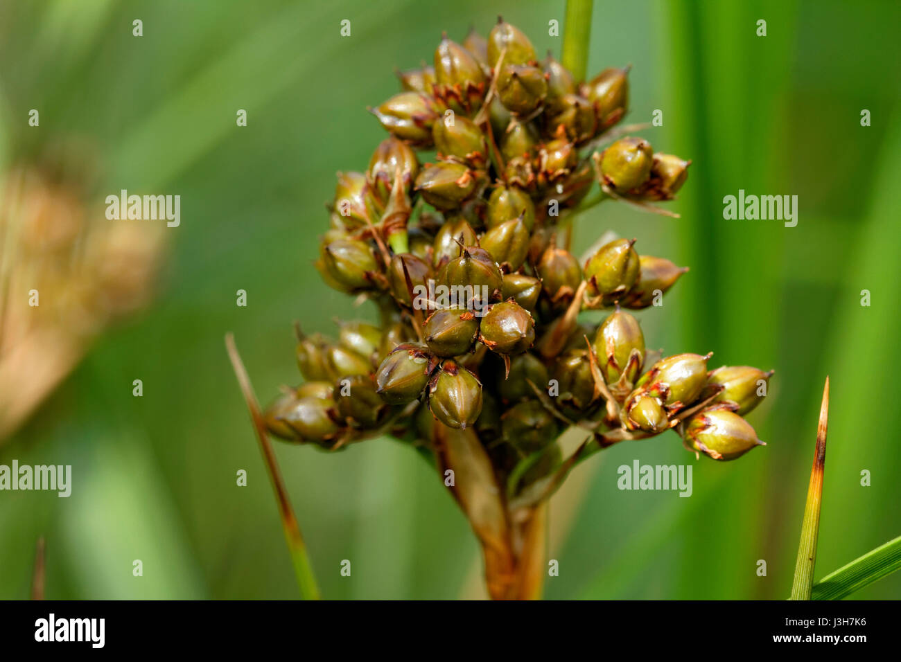 A close-up of Juncus axcutus from Brijuni National Park Stock Photo