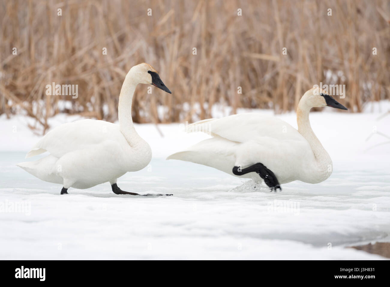 Trumpeter Swans ( Cygnus buccinator ), pair in winter, on ice, walking