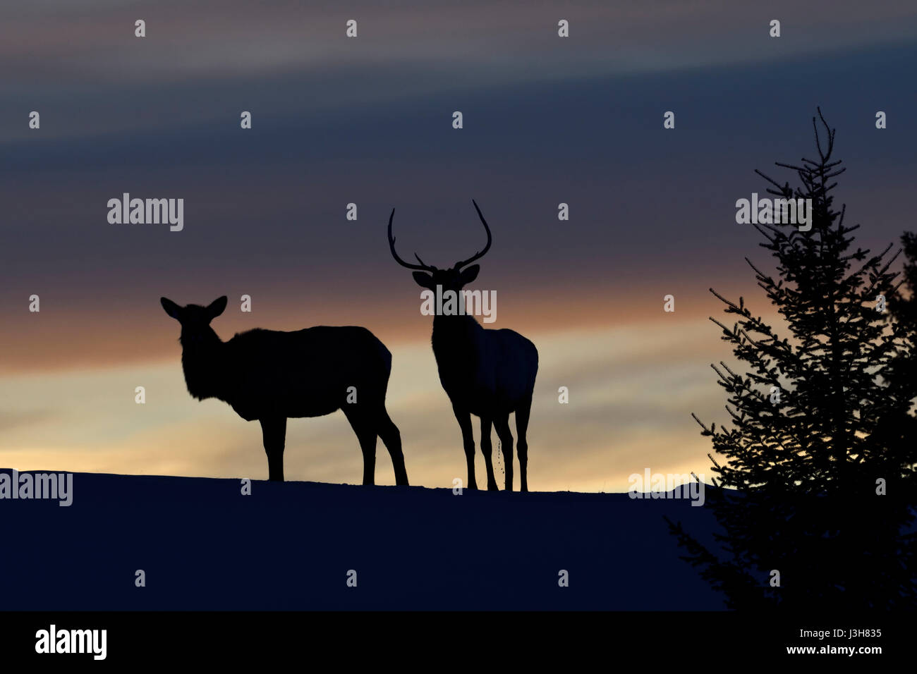 Elks ( Cervus canadensis ), pair in winter, standing on a little hill, knoll, silhouetted against nice evening sky, backlight shot, Yellowstone, USA. Stock Photo