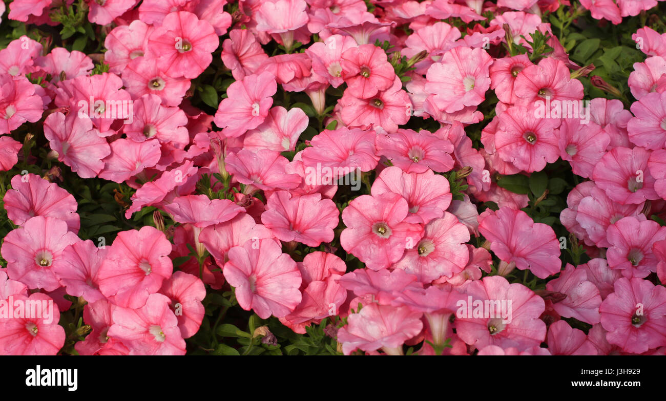 background of pink  petunia for sale in the greenhouse in the spring Stock Photo