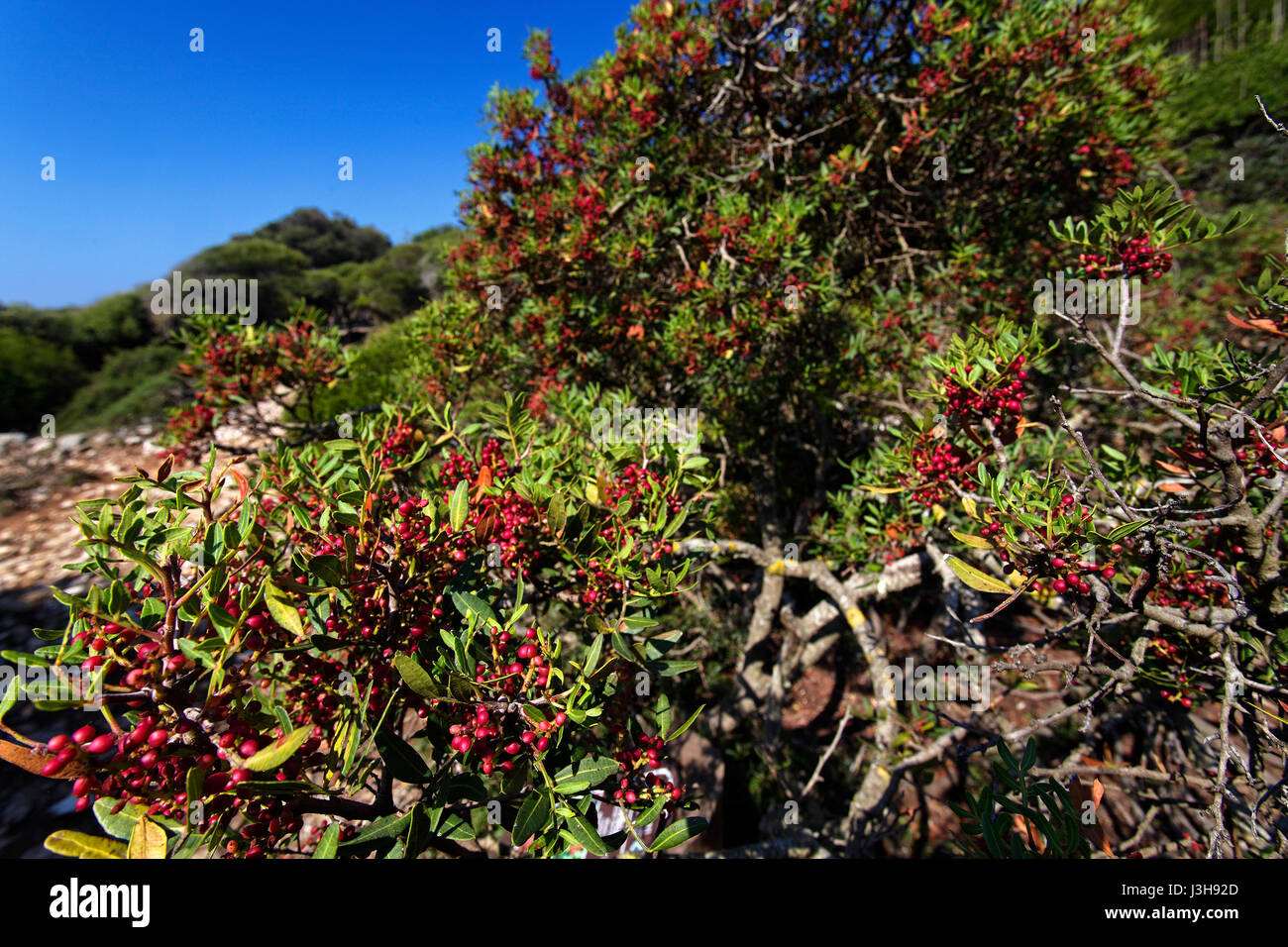 Mastic shrub hi-res stock photography and images - Alamy