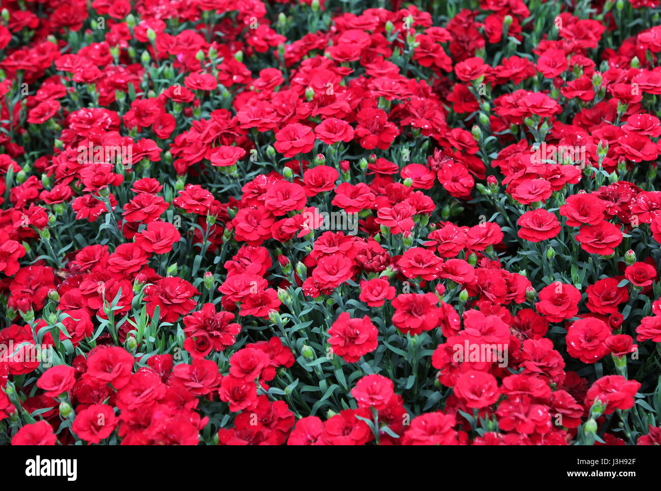 Carnation greenhouse hires stock photography and images Alamy