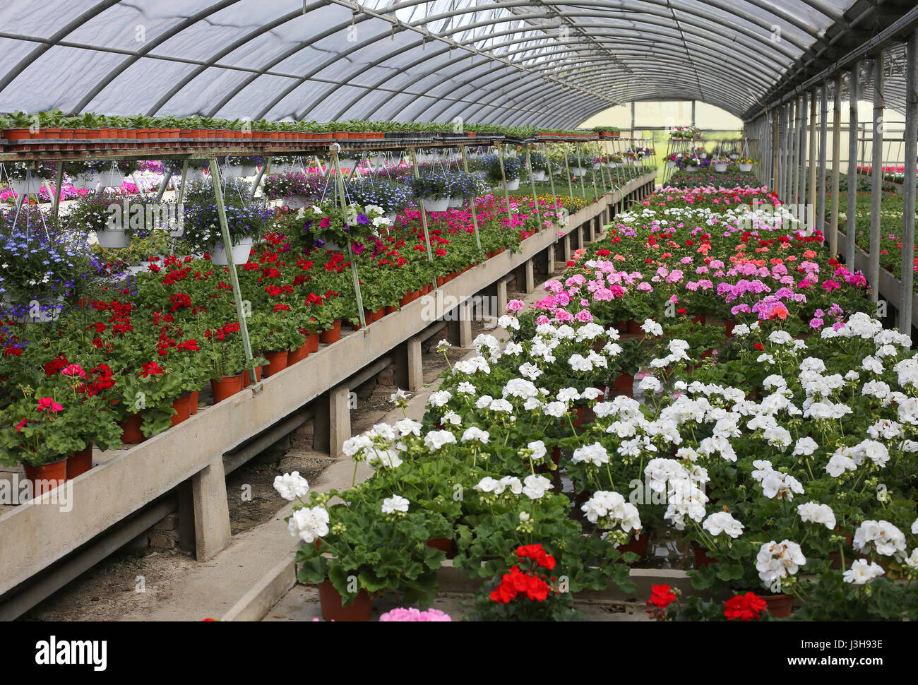Vases Of Geranium For Sale Inside A Big Greenhouse Stock Photo