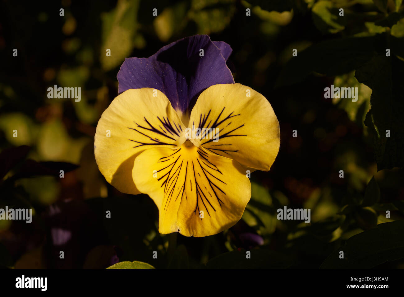 Johnny jump up viola Stock Photo