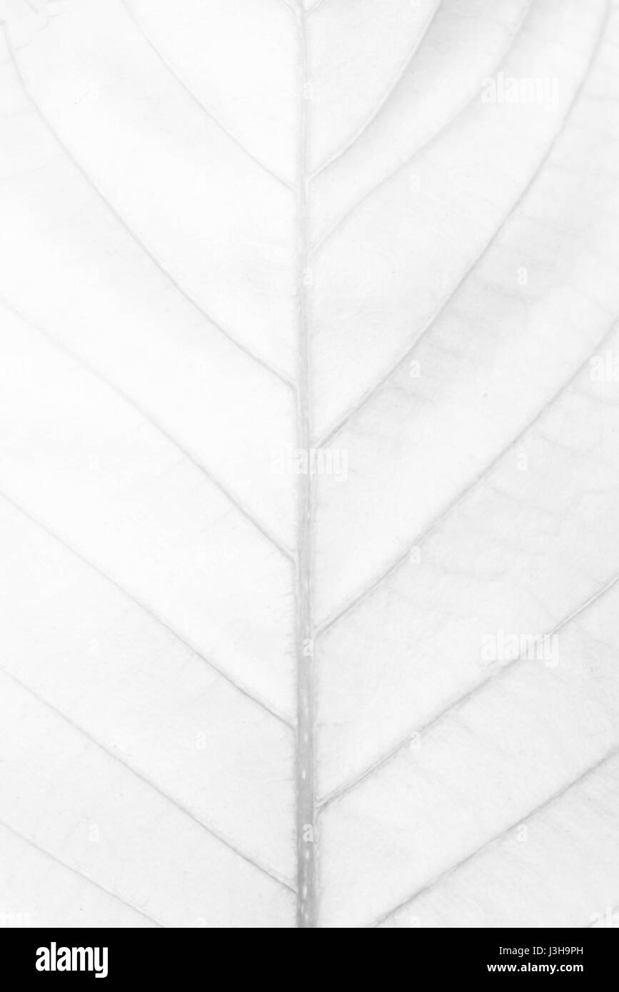 White leaf Texture Background. Stock Photo