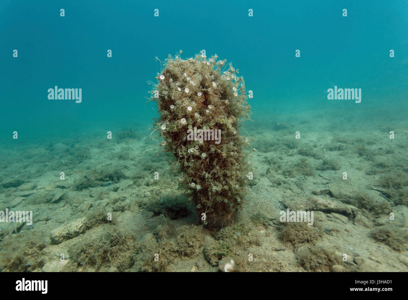 Noble Pen Shell High Resolution Stock Photography and Images - Alamy