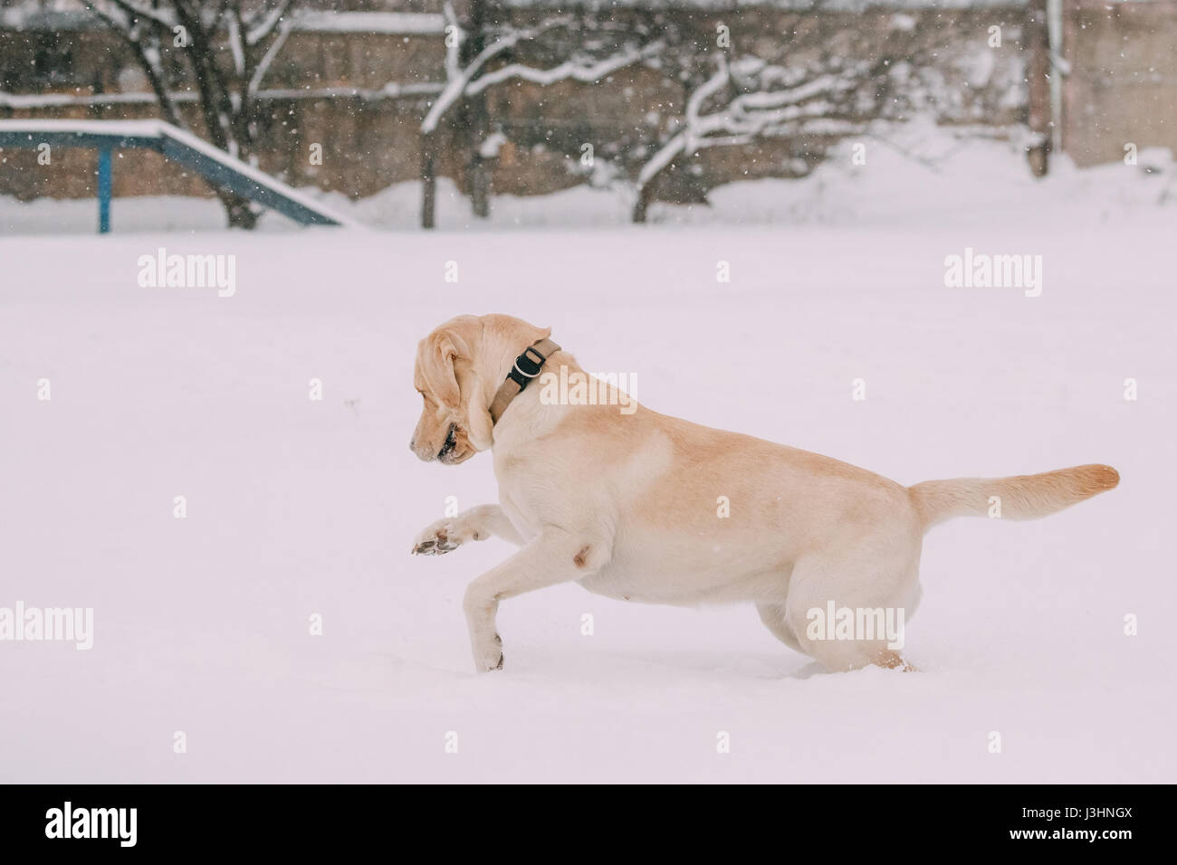 Dog happy jumping running labrador hires stock photography and images