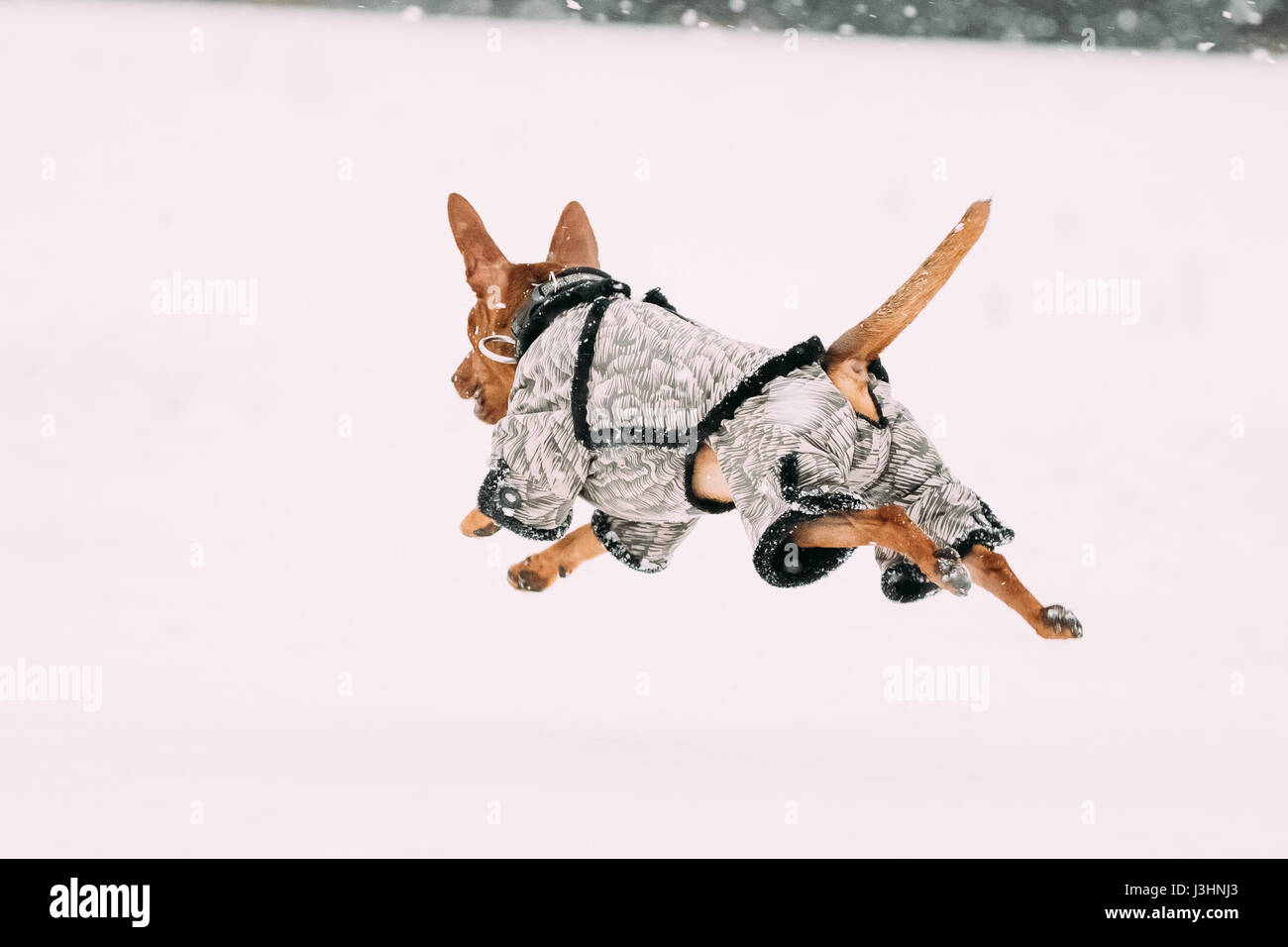 Funny Dog Red Brown Miniature Pinscher Pincher Min Pin Playing And Running Outdoor In Snow, Winter Season. Playful Pets Outdoors. Stock Photo
