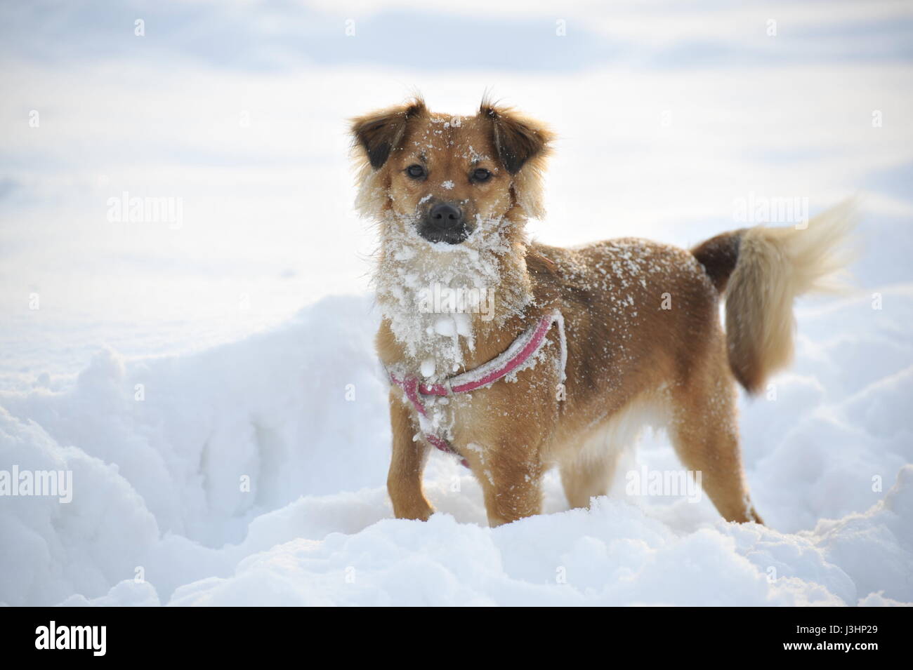 A Dog playing In the Snow Stock Photo - Alamy