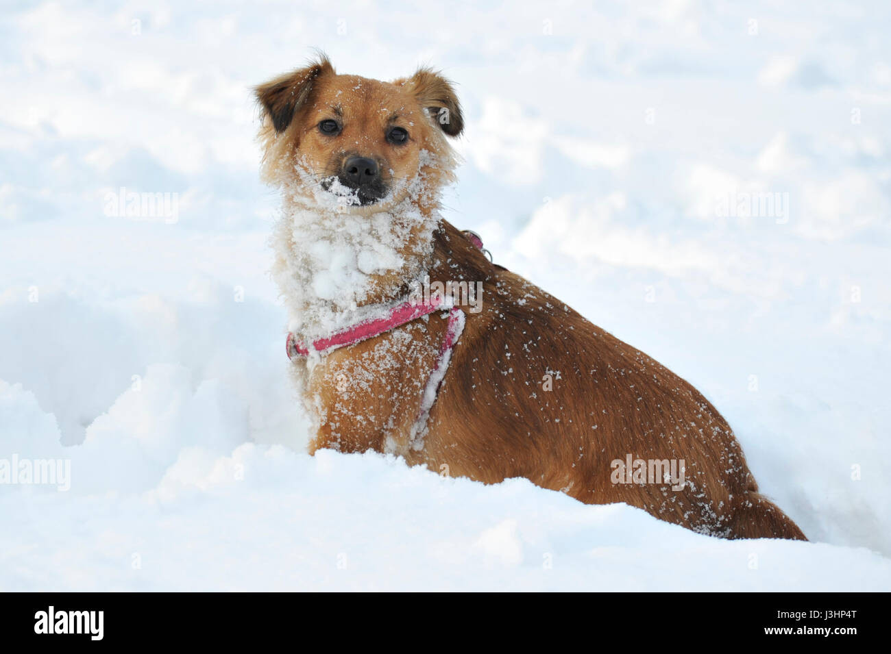 A Dog playing In the Snow Stock Photo - Alamy