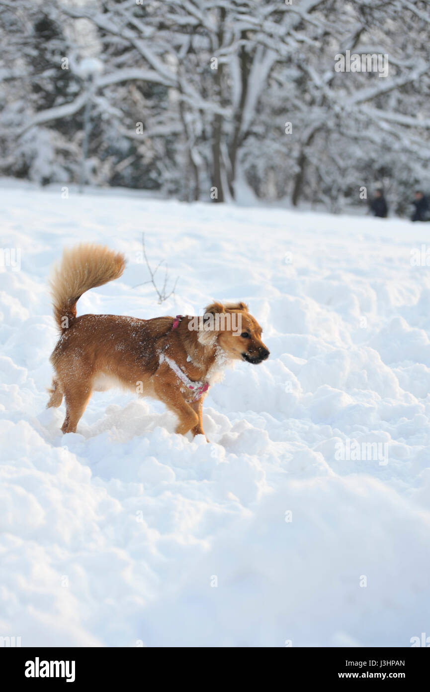 A Dog playing In the Snow Stock Photo - Alamy