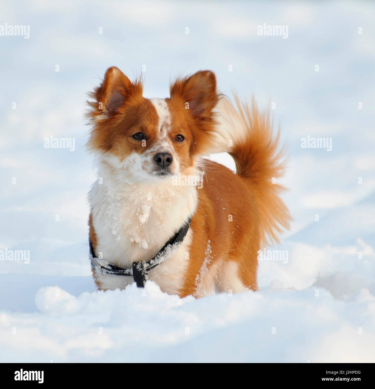 A Dog playing In the Snow Stock Photo - Alamy