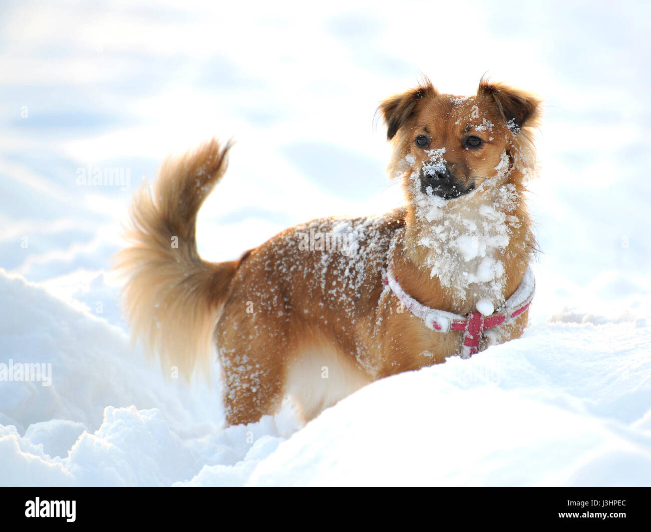 A Dog playing In the Snow Stock Photo - Alamy