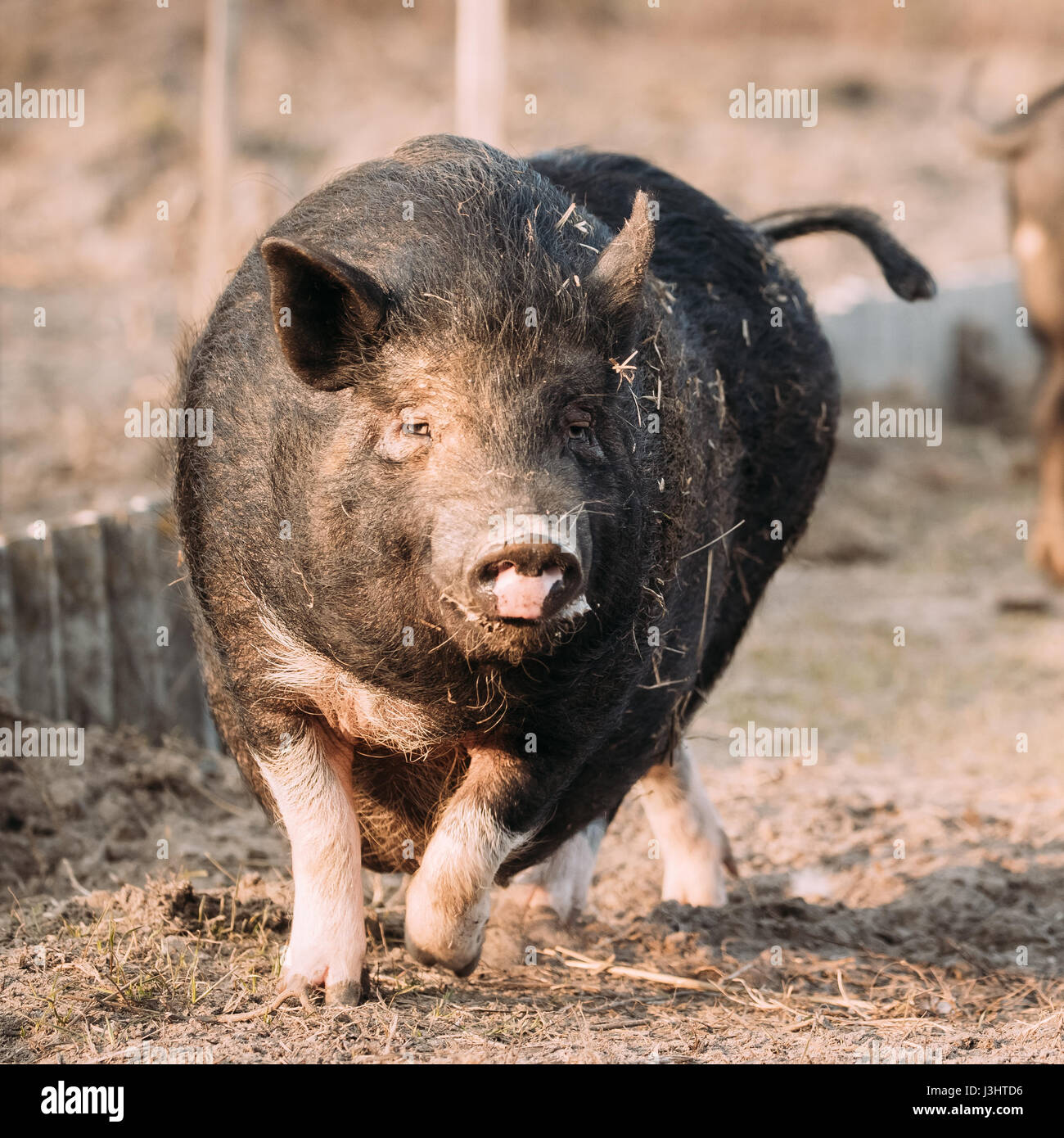 Small Household Black Pig Running In Farm Yard. Pig Farming Is Raising And Breeding Of Domestic Pigs. It Is A Branch Of Animal Husbandry. Pigs Are Rai Stock Photo