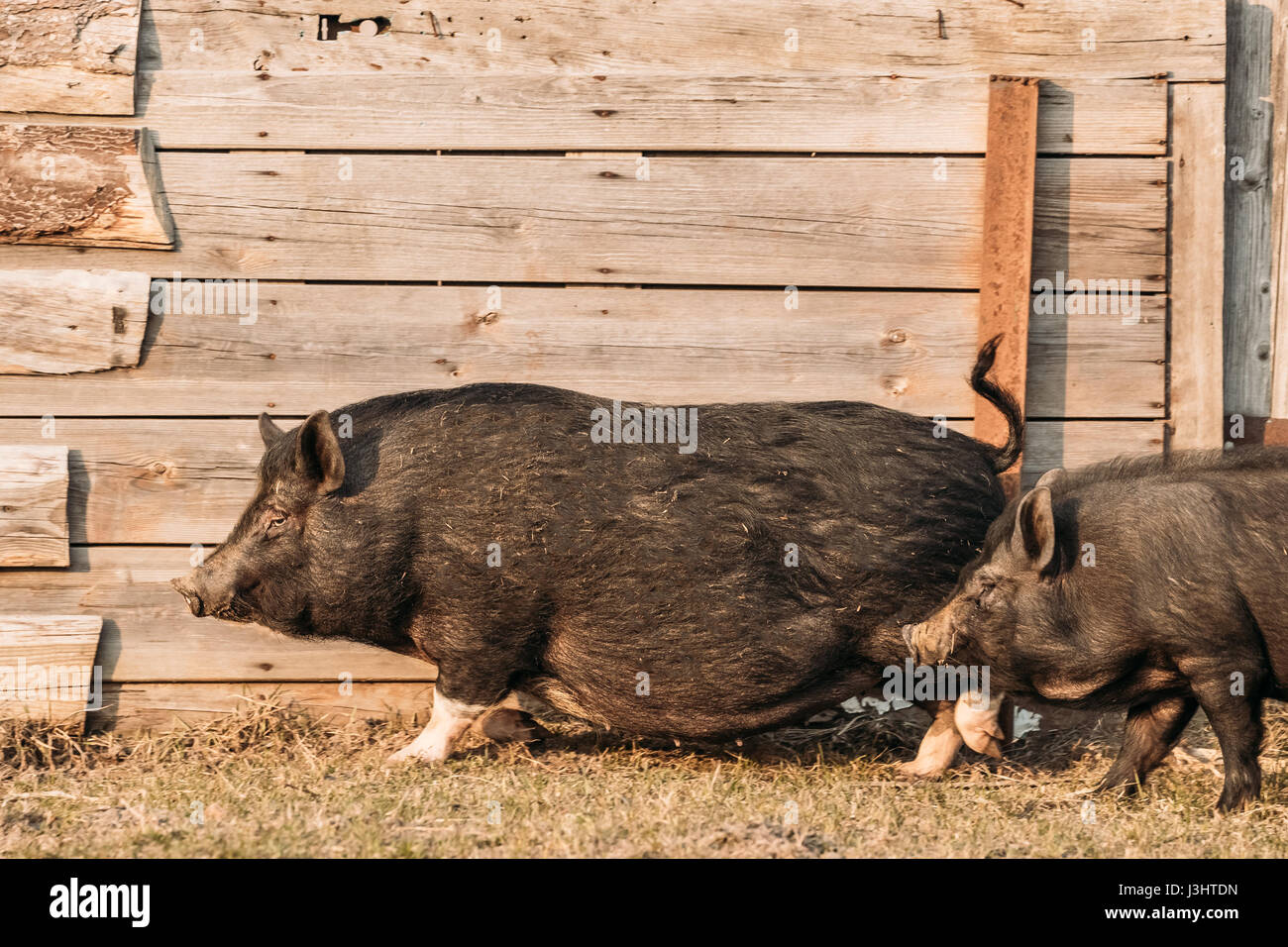 Two Household Black Pigs Running In Farm Yard. Pig Farming Is Raising And Breeding Of Domestic Pigs. It Is A Branch Of Animal Husbandry. Pigs Are Rais Stock Photo