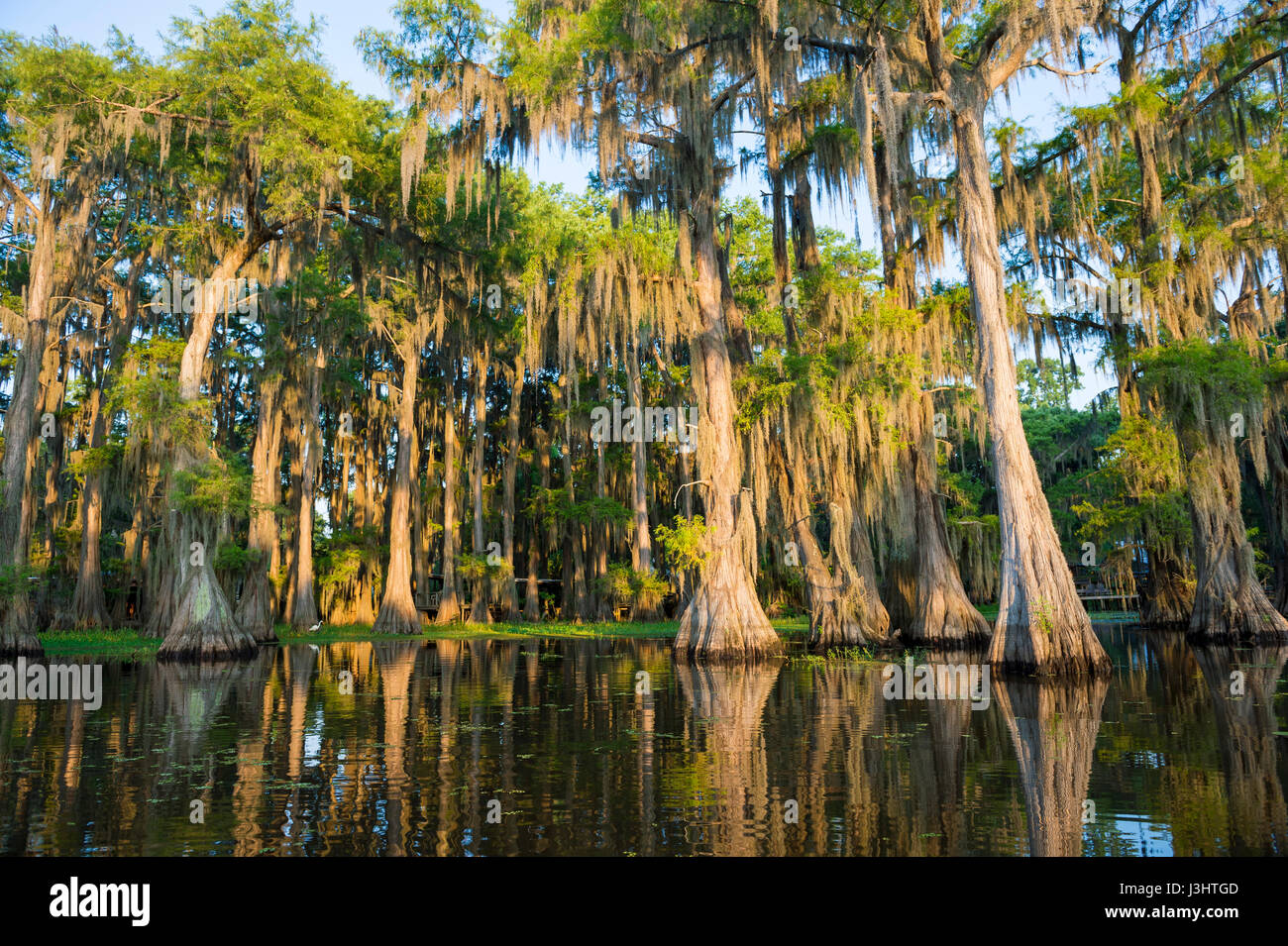 Spanish moss hanging from bald cypress trees catching the dawn sun on a
