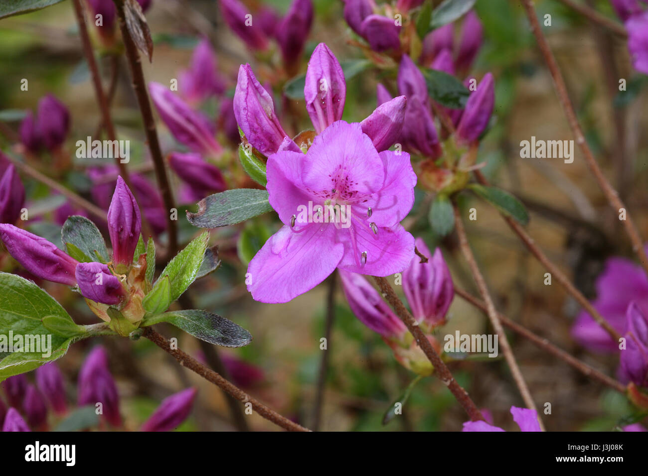 Flowering azalea hires stock photography and images Alamy