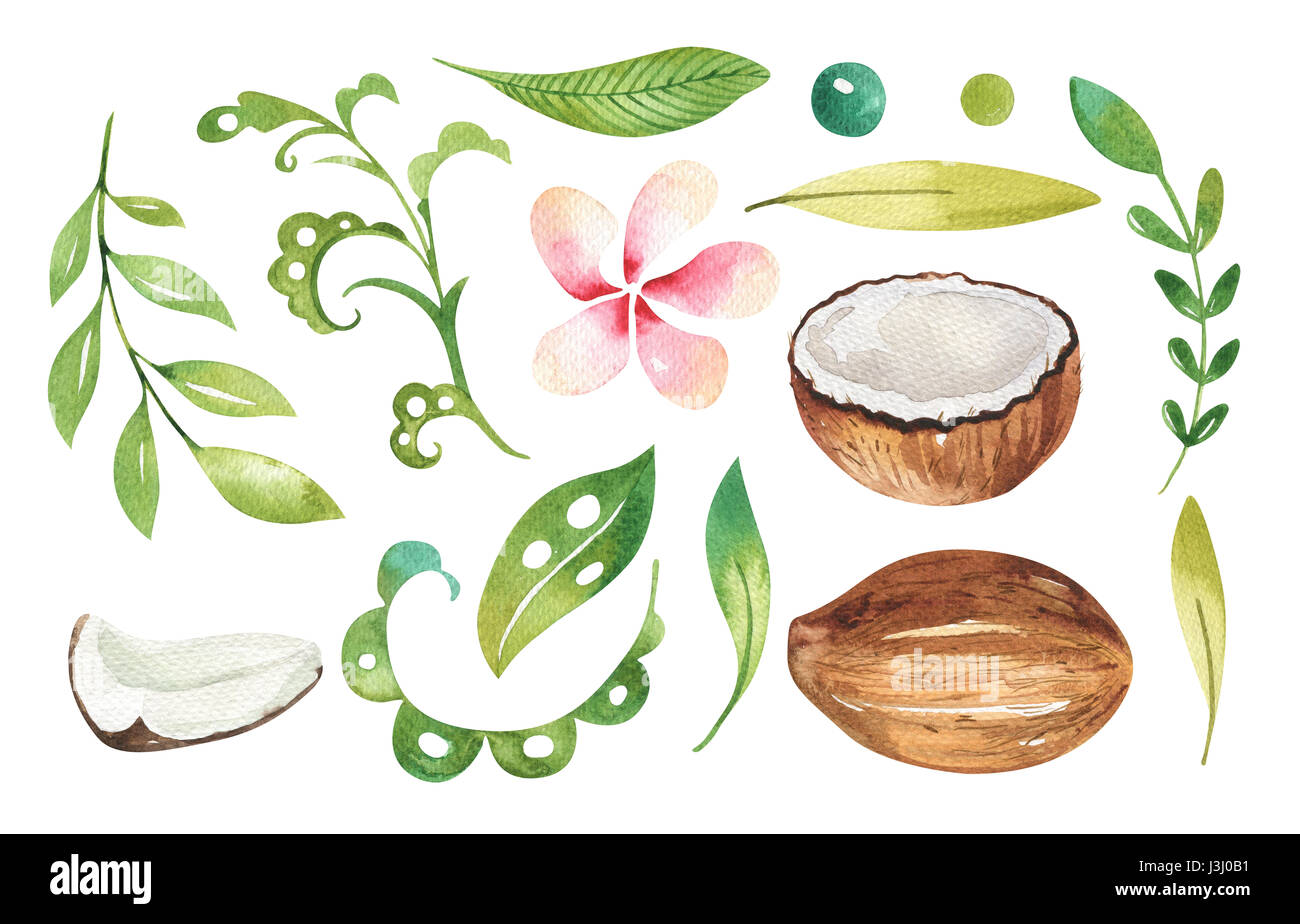Hand drawn watercolor tropical plants set . Exotic palm leaves, jungle ...