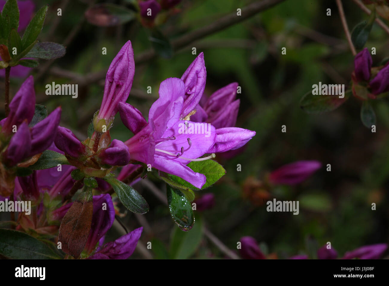 Flowering azalea hi-res stock photography and images - Alamy
