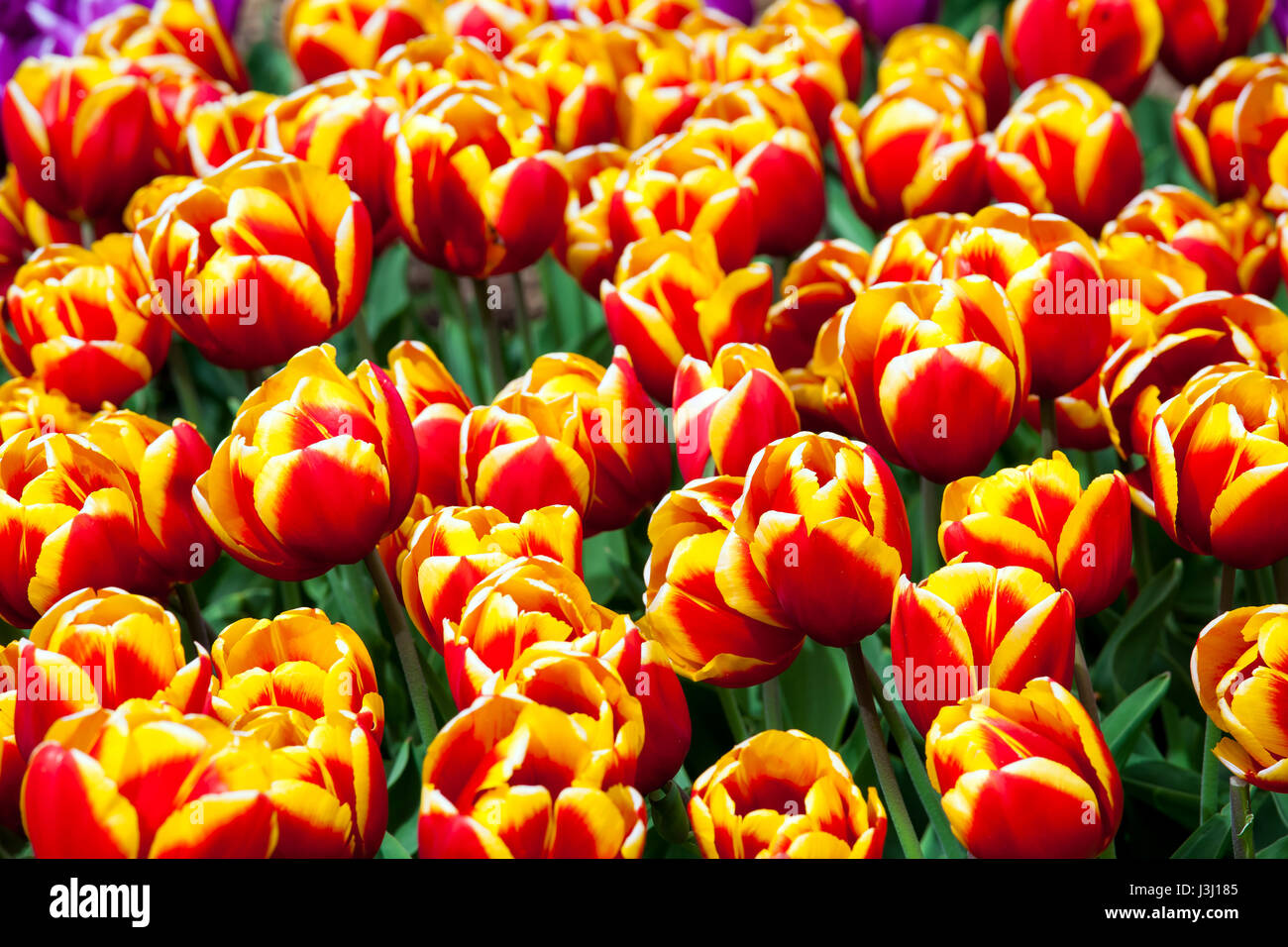 Field of colorful tulips Stock Photo - Alamy