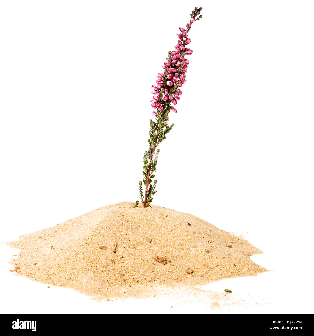 Pile of yellow sand and common heather twig isolated on white background Stock Photo