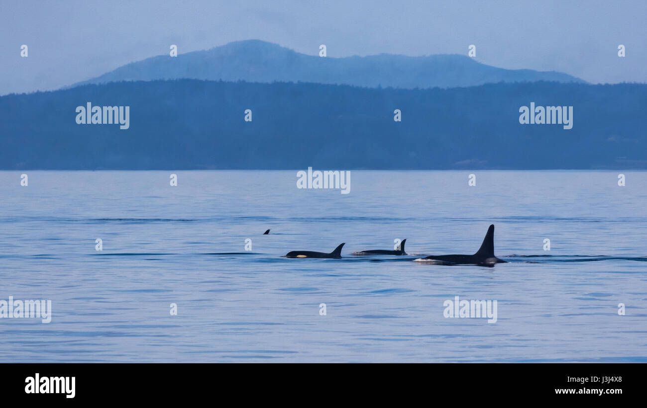 Orcas swimming in the strait of san juan de fuca Stock Photo