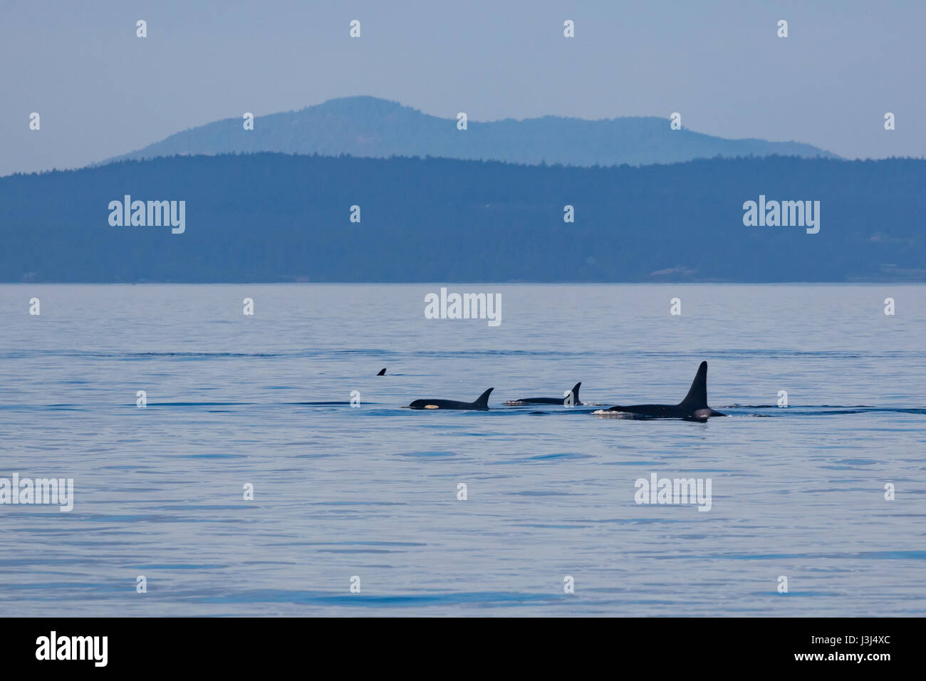 Orcas swimming in the strait of san juan de fuca Stock Photo