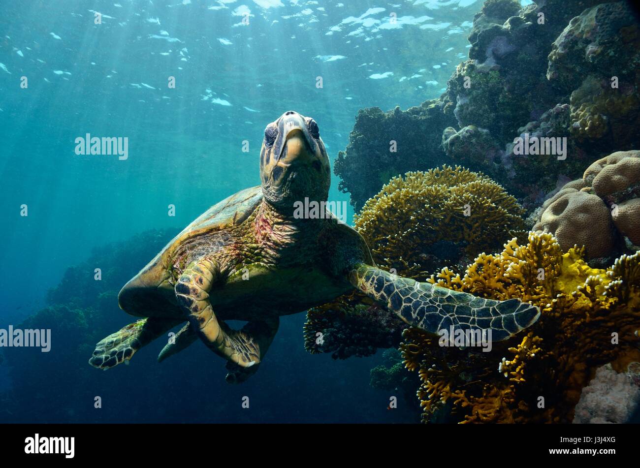 Meeresschildkröte, hawksbill sea turtle, Echte Karettschildkröte, Eretmochelys imbricata, red sea, egypt, Rotes Meer, Ägypten, underwaterphoto Stock Photo