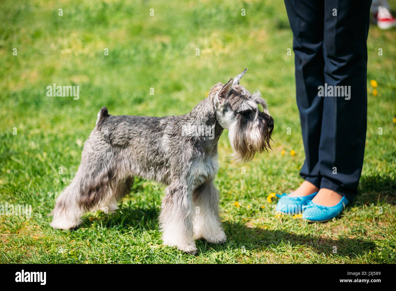 small miniature schnauzer