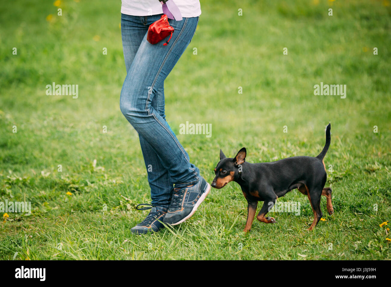 Black Miniature Pinscher Zwergpinscher, Min Pin Walking Near Woman Feets Outdoor In Green Spring Park Meadow. Playful Pet Outdoors Stock Photo