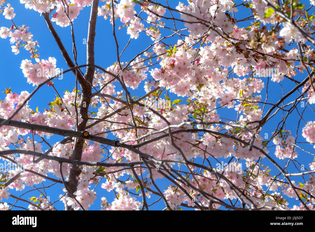 Japanese cherry blossom forest hires stock photography and images Alamy